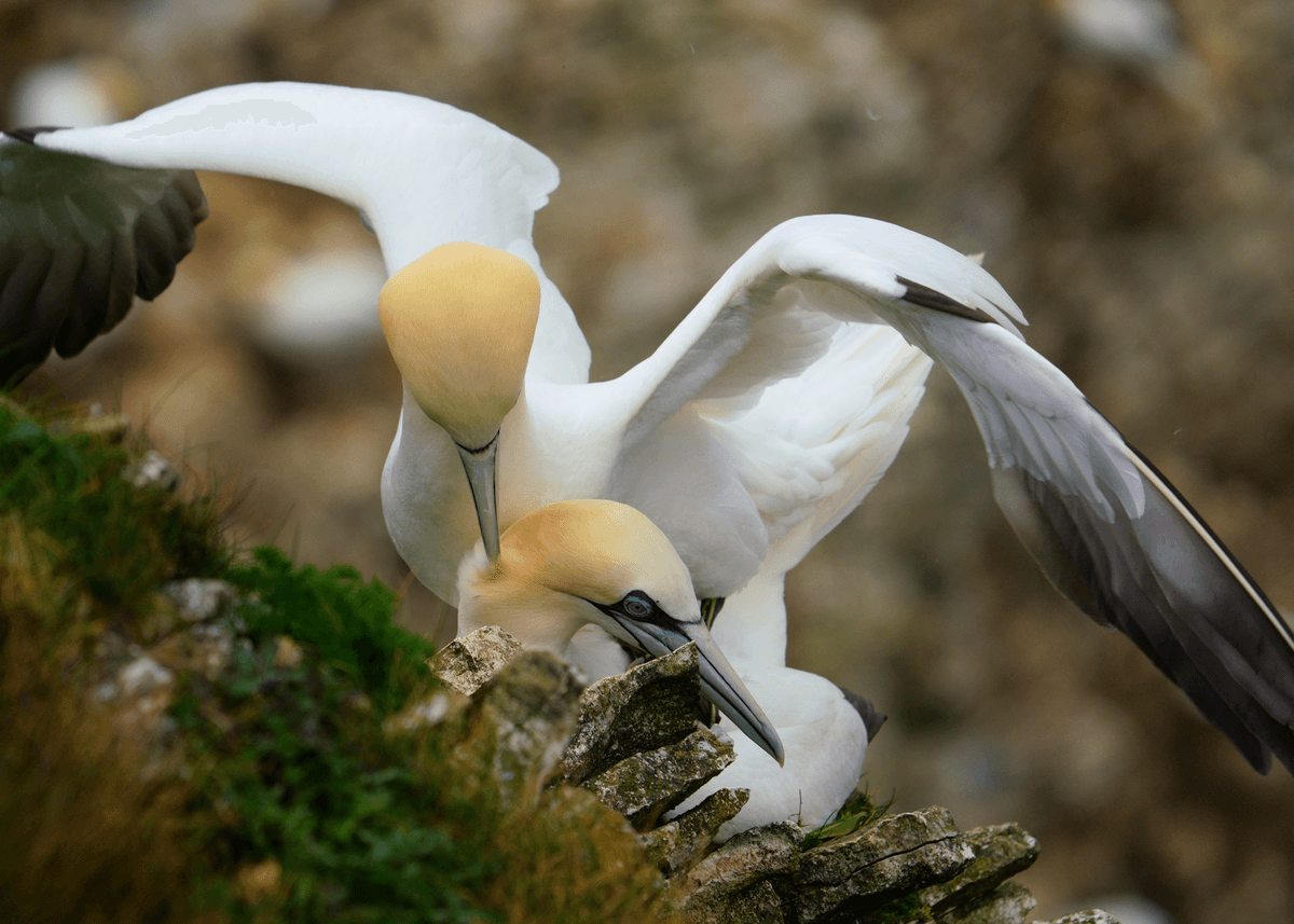 Birds 16