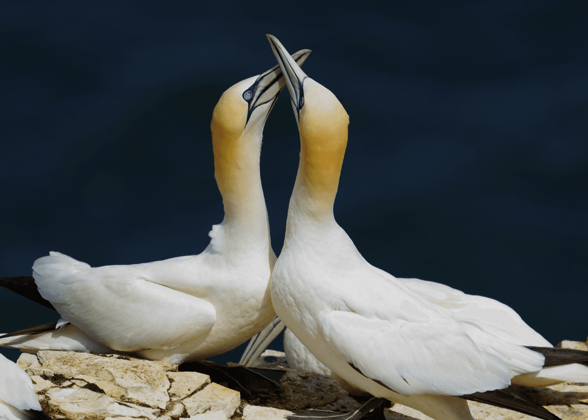 Birds 18