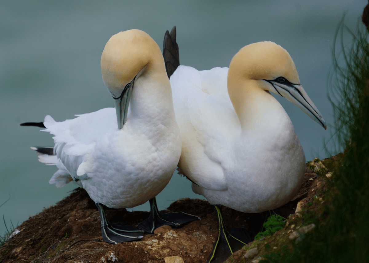 Birds 25