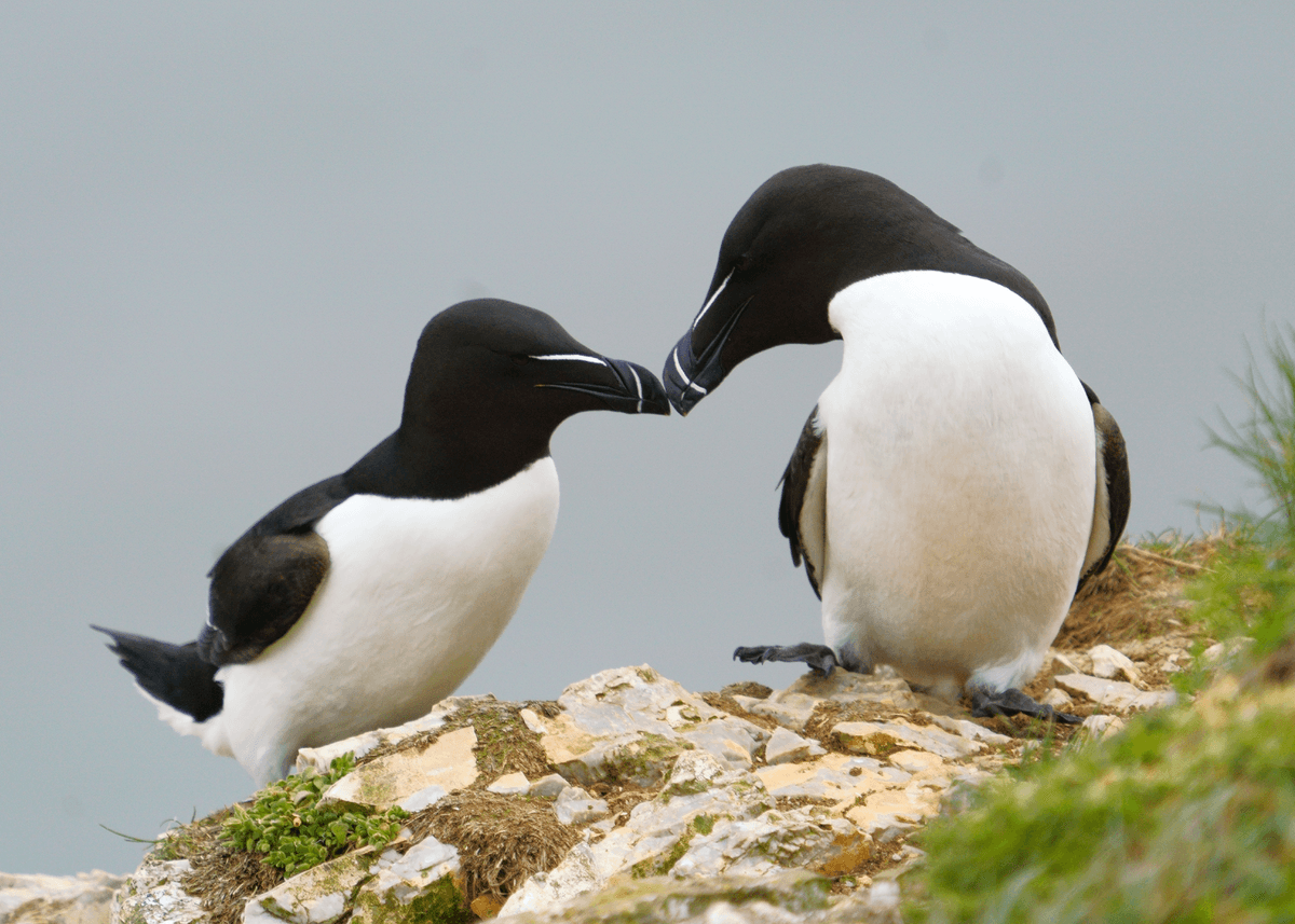 Birds 45