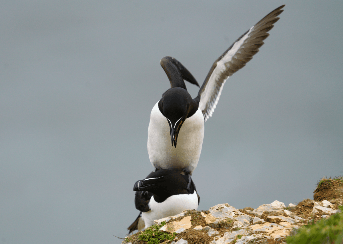 Birds 17