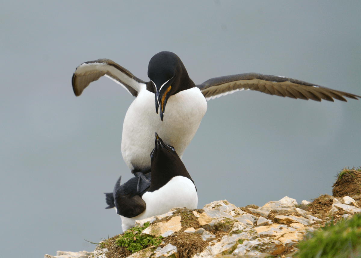 Birds 42