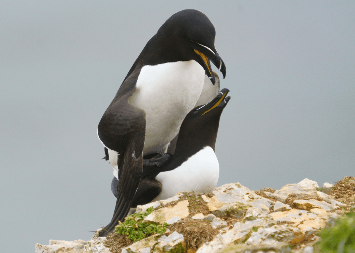 Birds 24