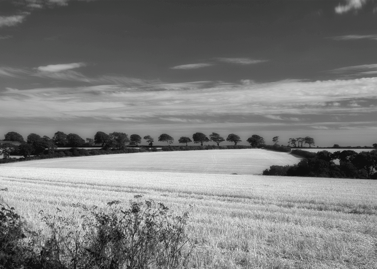Landscape 7