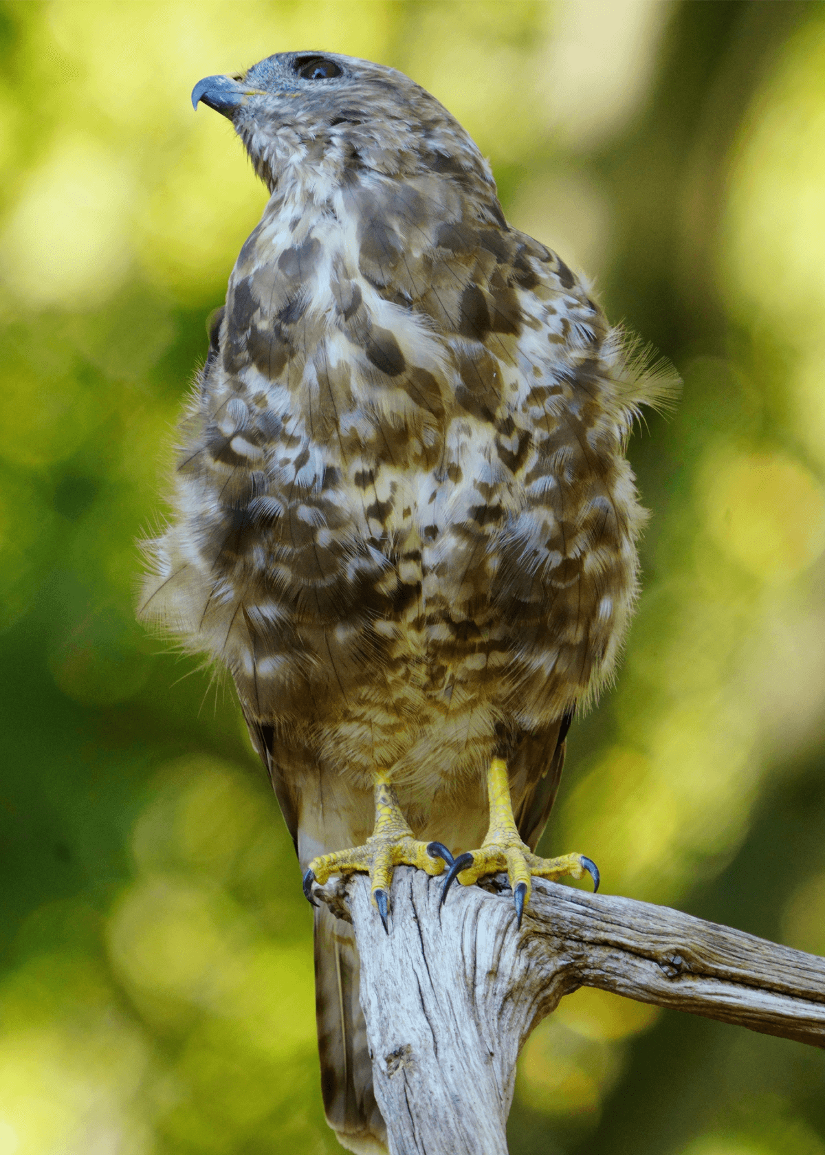 Birds 47