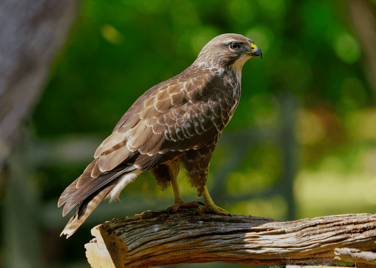 Birds 21